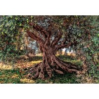 Komar Fototapete »Olive Tree«