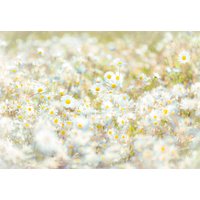 Komar Fototapete »Daisies«