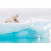 Komar Fototapete »Arctic Polar Bear«