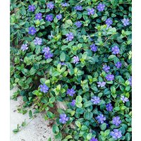 Vinca minor 'Blau'