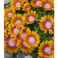 Delosperma 'Fire Spinner®'