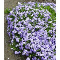 Blauer Teppich-Phlox