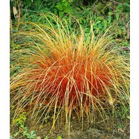 Carex 'Bronze Reflection'