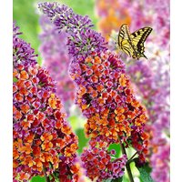 Buddleia 'Flower-Power® im 2-Liter Topf'