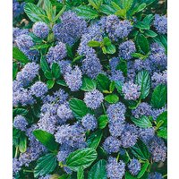 Blauer Ceanothus 'Blue Mound'