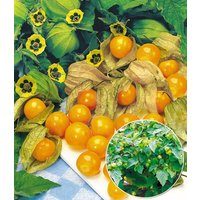 Physalis 'Preciosa'