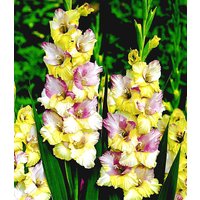 Riesen-Gladiole 'Mon Amour'