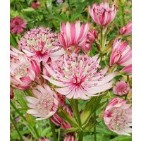 Astrantia 'Sparkling Stars Pink'