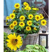 Winterharte Sonnenblume 'SunCatcher®' im XL-Topf