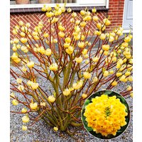 Edgeworthia Grandiflora