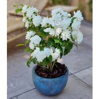 Duftender Gartenjasmin 'Pearls of Perfume'