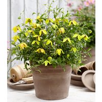 Clematis 'Little Lemons®'