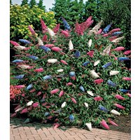 Sommer-Flieder 'Papillion Tricolor'