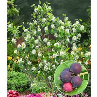 Felsenbirne Amelanchier 'Greatberry® Garden'