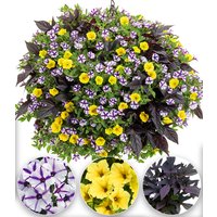 Sommerblumen-Mix 'Violet Vista®'