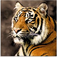 Artland Glasbild »Tiger_sepia«