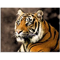 Artland Glasbild »Tiger_sepia«