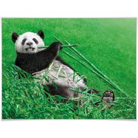 Wall-Art Poster »Waldtiere Bambus Panda«