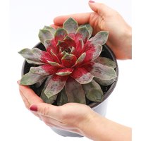 Sempervivum Giants 'Steel Appeal®'