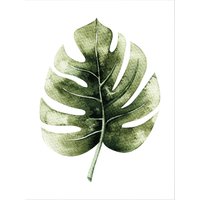 Wall-Art Poster »Kvilis Dschungel Monstera Pflanze«